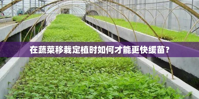在蔬菜移栽定植时如何才能更快缓苗？
