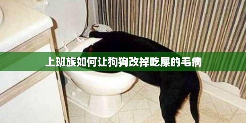上班族如何让狗狗改掉吃屎的毛病