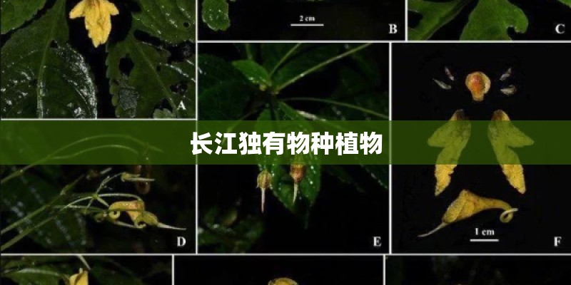 长江独有物种植物