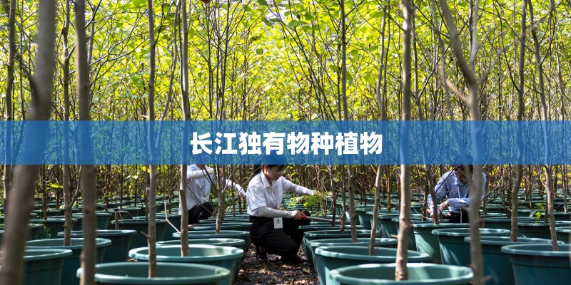 长江独有物种植物