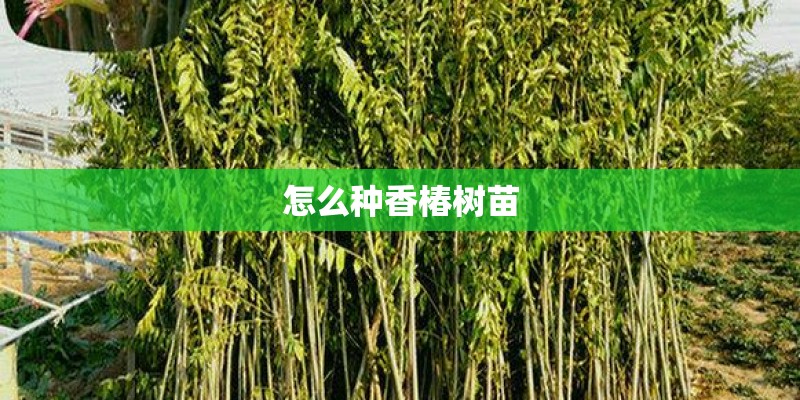 怎么种香椿树苗