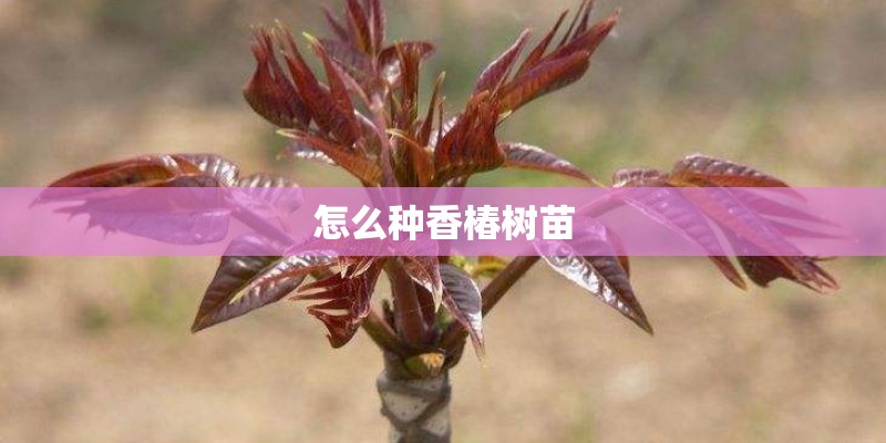 怎么种香椿树苗