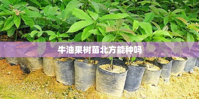 牛油果树苗北方能种吗