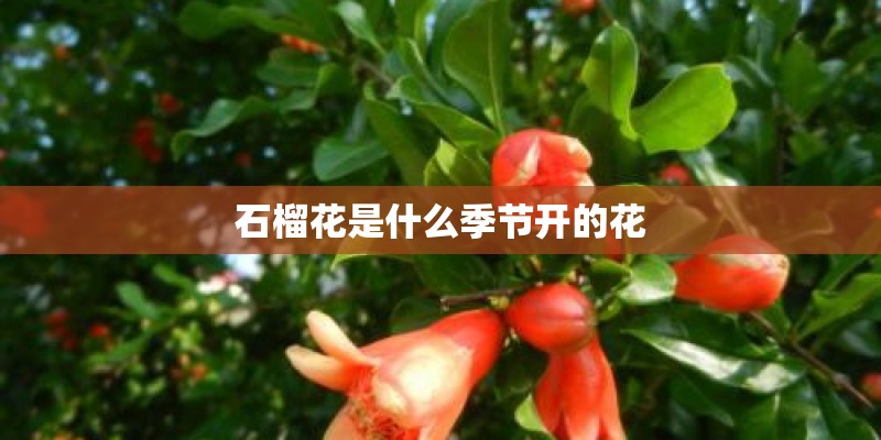 石榴花是什么季节开的花