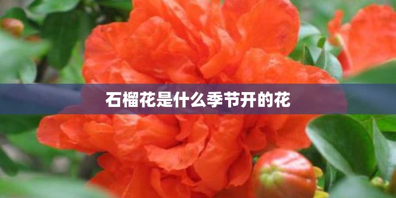 石榴花是什么季节开的花