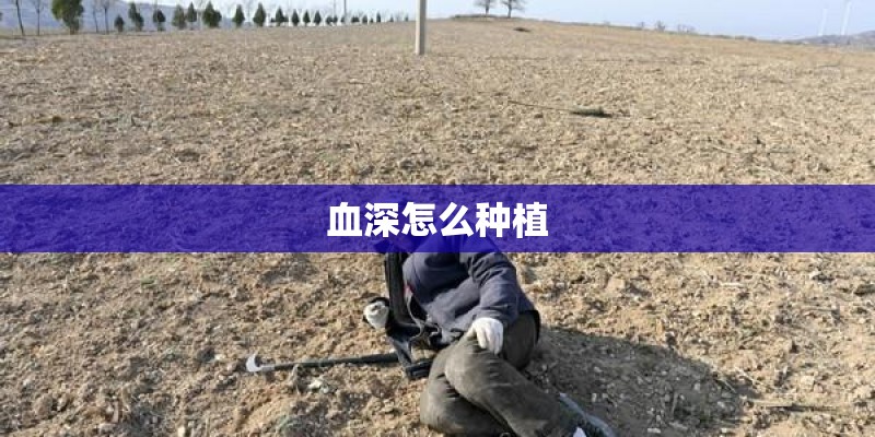血深怎么种植