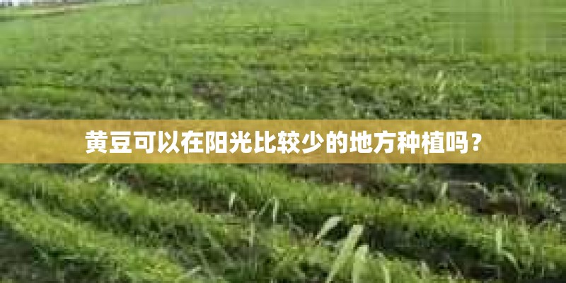 黄豆可以在阳光比较少的地方种植吗？