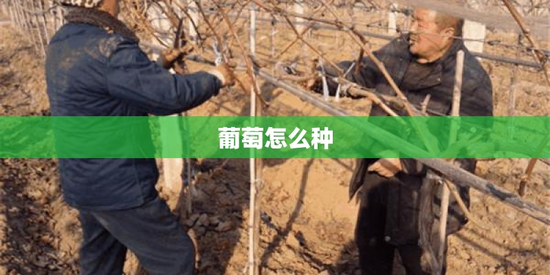 葡萄怎么种