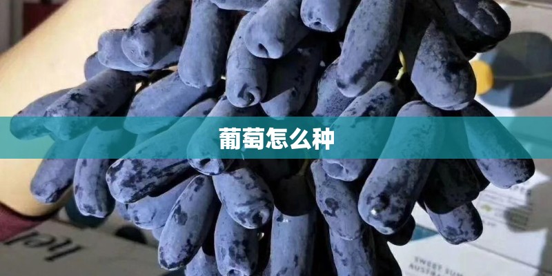 葡萄怎么种