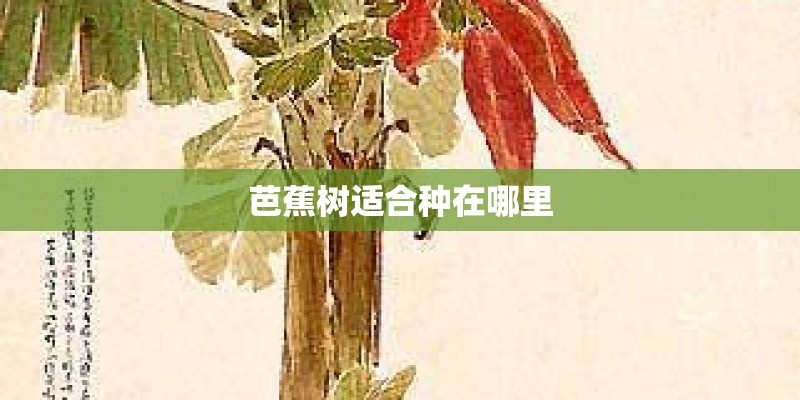 芭蕉树适合种在哪里