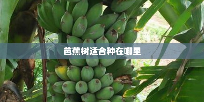芭蕉树适合种在哪里