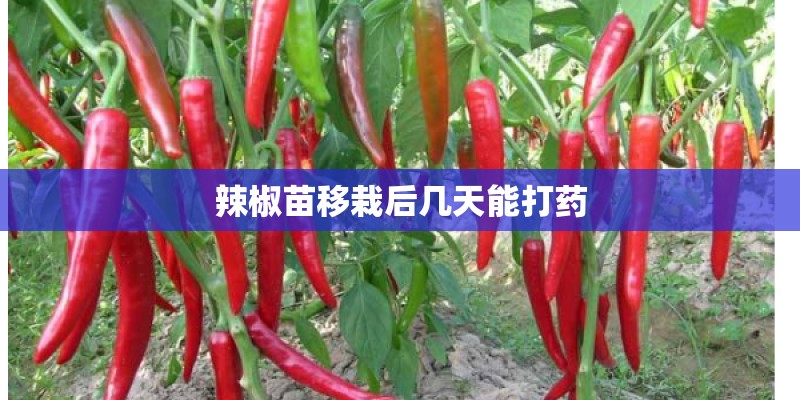 辣椒苗移栽后几天能打药