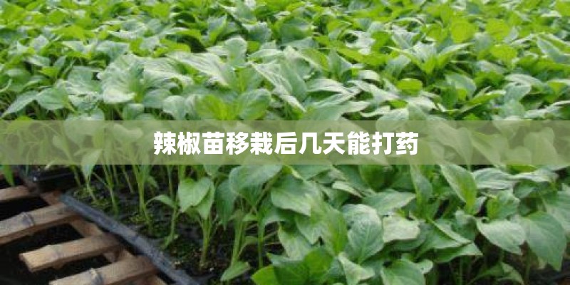 辣椒苗移栽后几天能打药