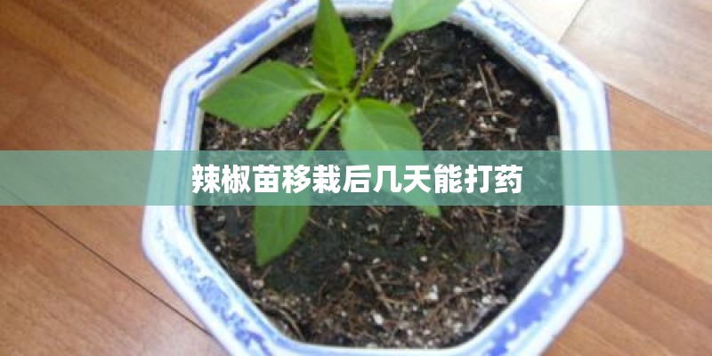 辣椒苗移栽后几天能打药