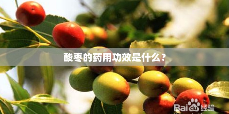 酸枣的药用功效是什么？