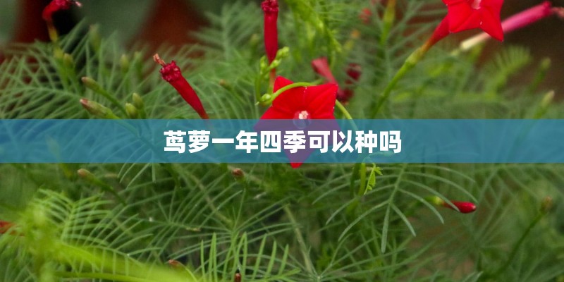 茑萝一年四季可以种吗