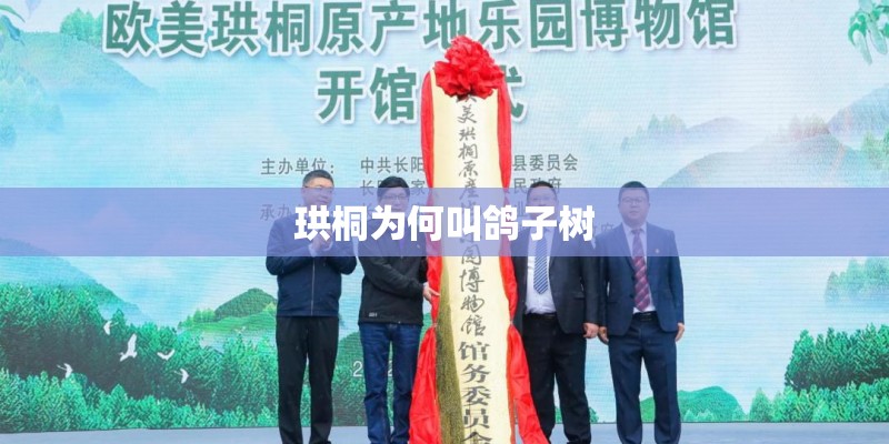珙桐为何叫鸽子树