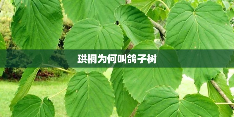 珙桐为何叫鸽子树