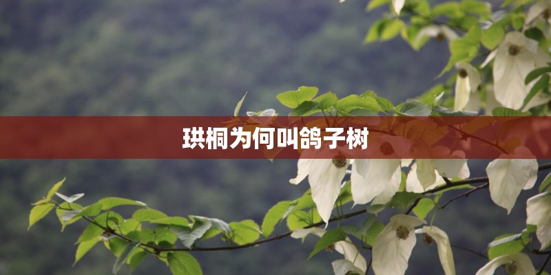 珙桐为何叫鸽子树