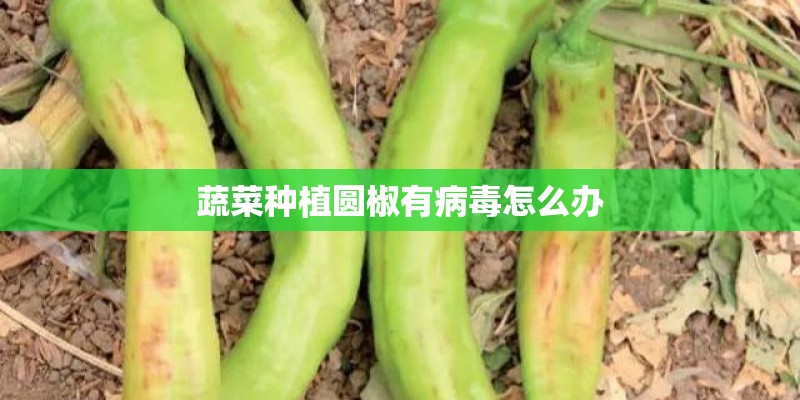 蔬菜种植圆椒有病毒怎么办