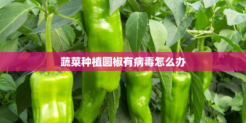 蔬菜种植圆椒有病毒怎么办