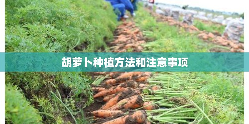 胡萝卜种植方法和注意事项