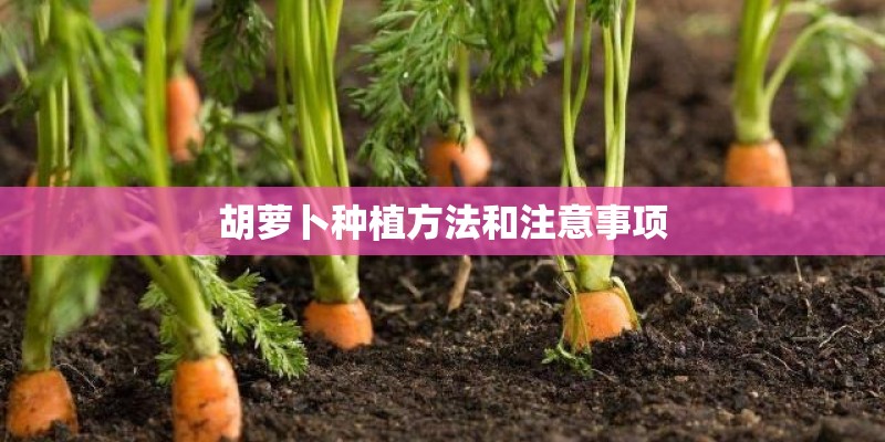 胡萝卜种植方法和注意事项