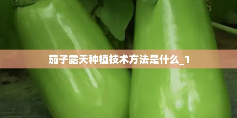 茄子露天种植技术方法是什么_1