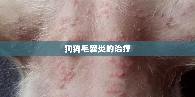狗狗毛囊炎的治疗