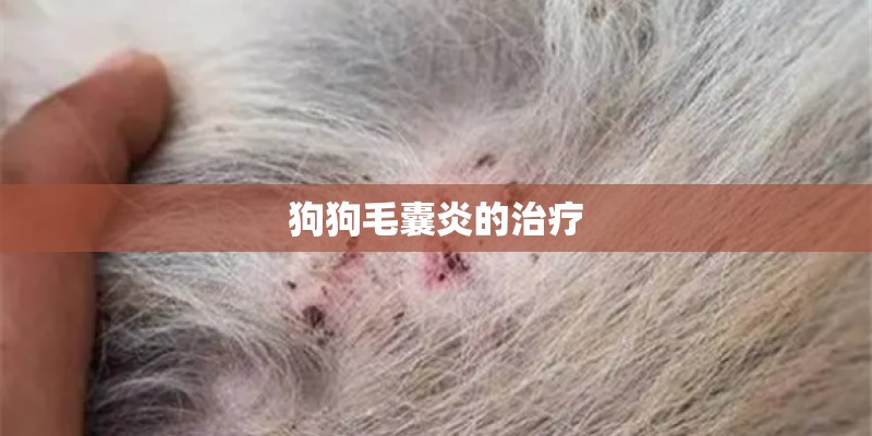 狗狗毛囊炎的治疗