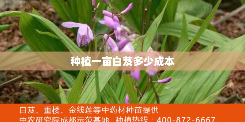 种植一亩白芨多少成本