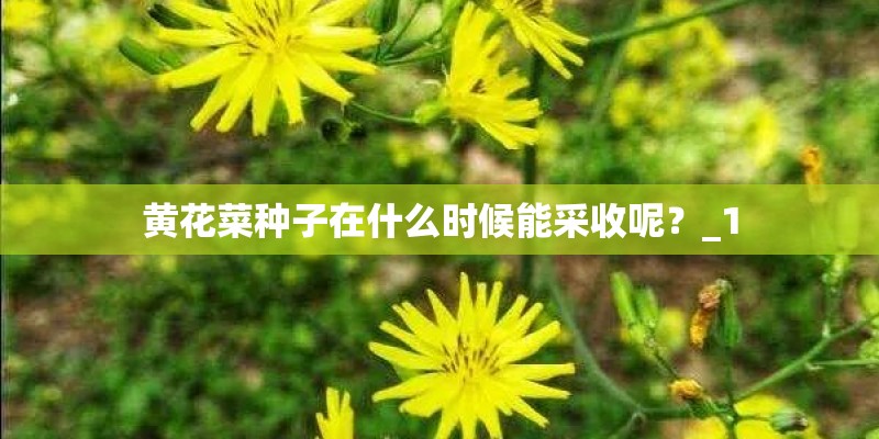 黄花菜种子在什么时候能采收呢？_1