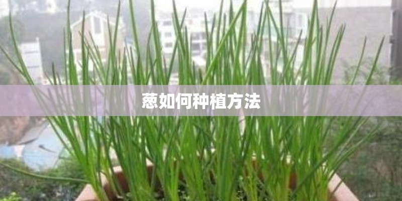 葱如何种植方法