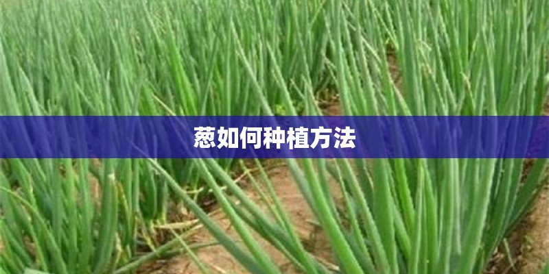 葱如何种植方法