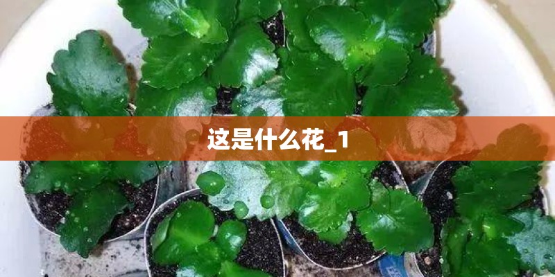 这是什么花_1 这是什么花_1