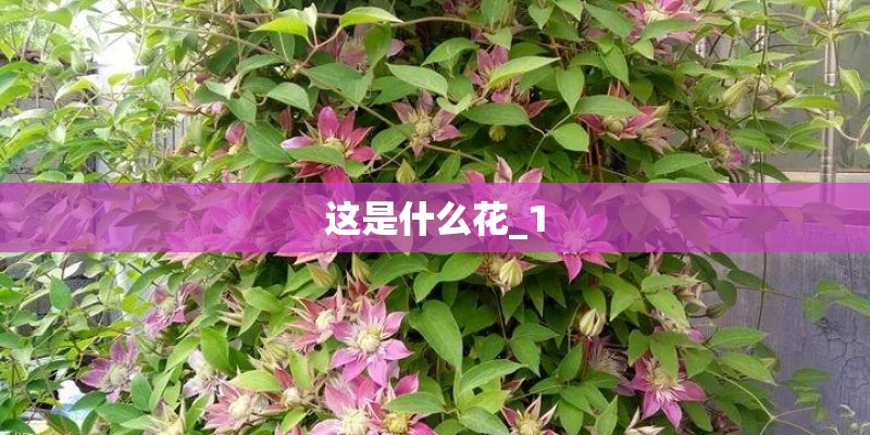 这是什么花_1 这是什么花_1