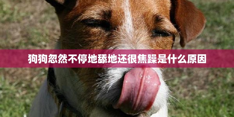 狗狗忽然不停地舔地还很焦躁是什么原因