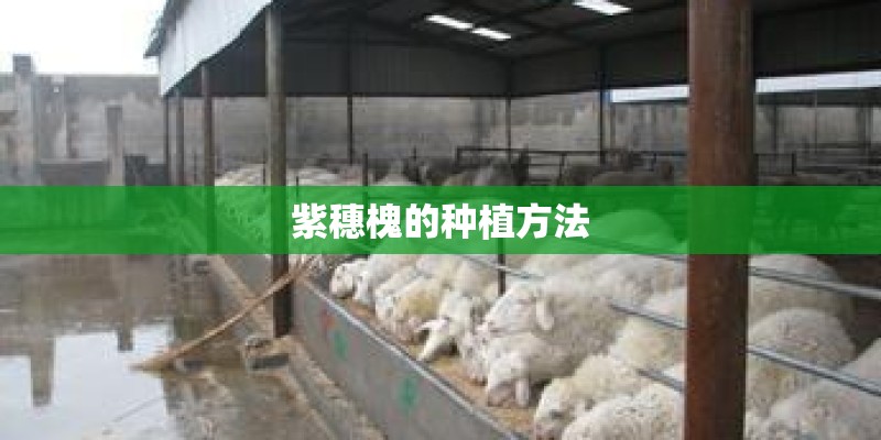 紫穗槐的种植方法