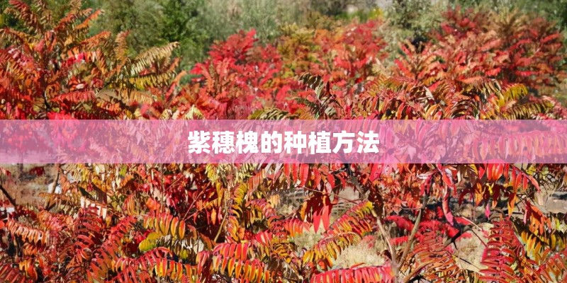 紫穗槐的种植方法