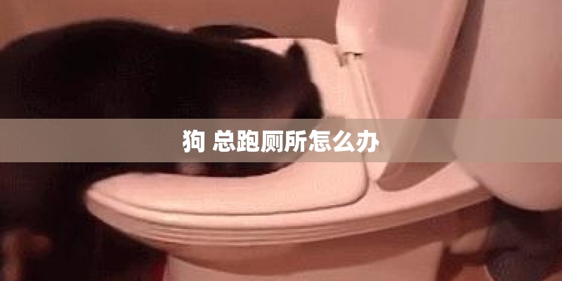 狗 总跑厕所怎么办