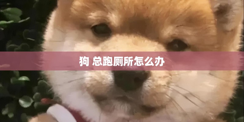 狗 总跑厕所怎么办