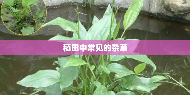 稻田中常见的杂草