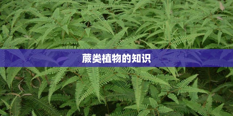 蕨类植物的知识