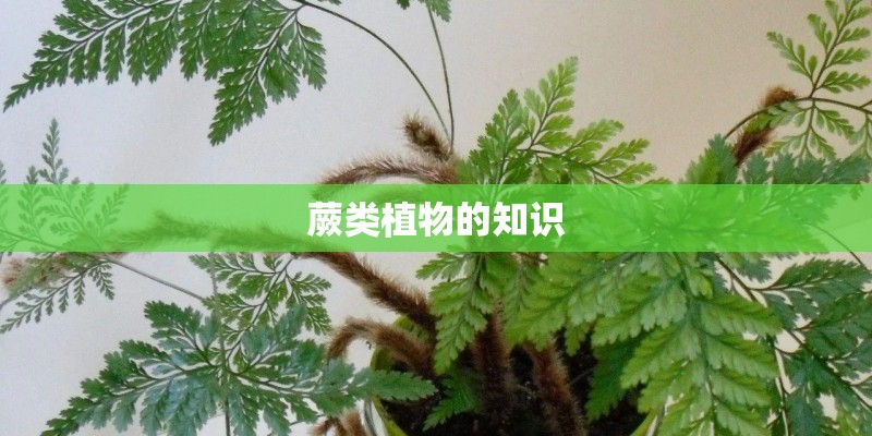 蕨类植物的知识