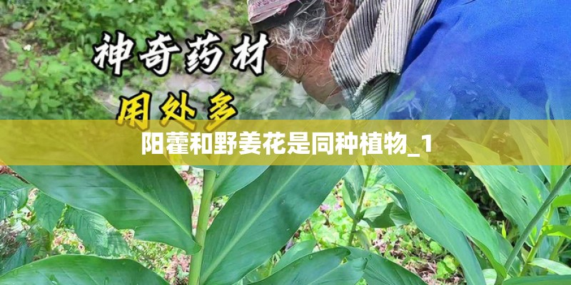 阳藿和野姜花是同种植物_1