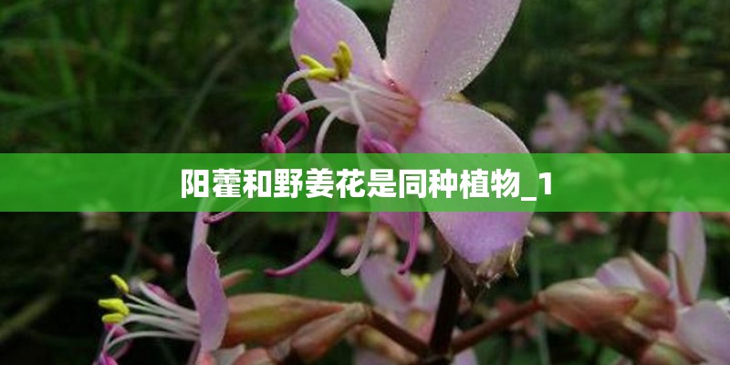 阳藿和野姜花是同种植物_1