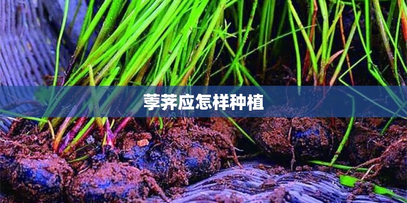 荸荠应怎样种植