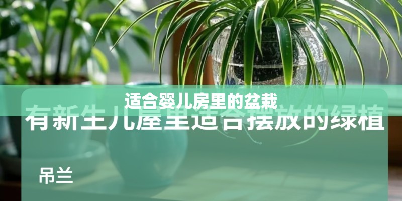 适合婴儿房里的盆栽