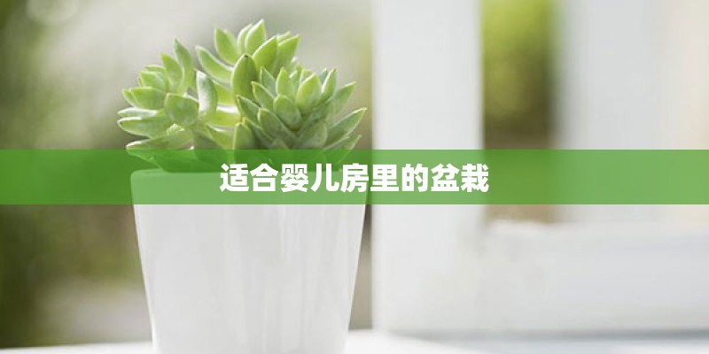 适合婴儿房里的盆栽