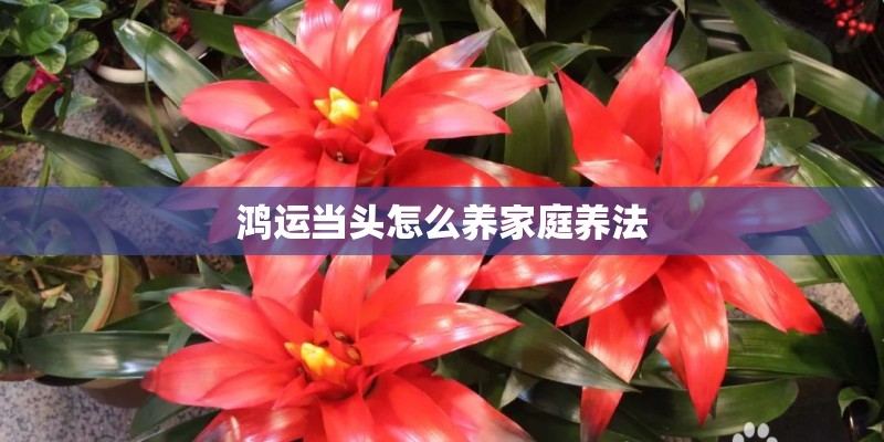 鸿运当头怎么养家庭养法
